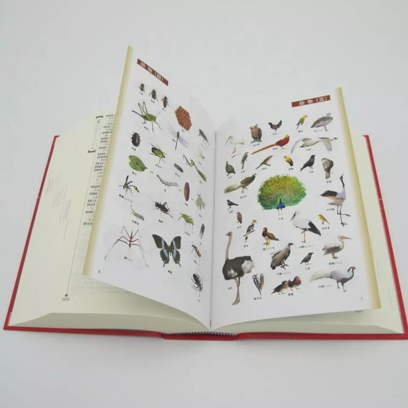 Dizionario inglese stampabile con laminazione lucida / opaca Stampa digitale colorata